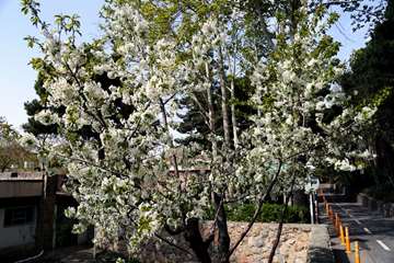 بهار در قاب دانشگاه علوم بهزیستی و توانبخشی